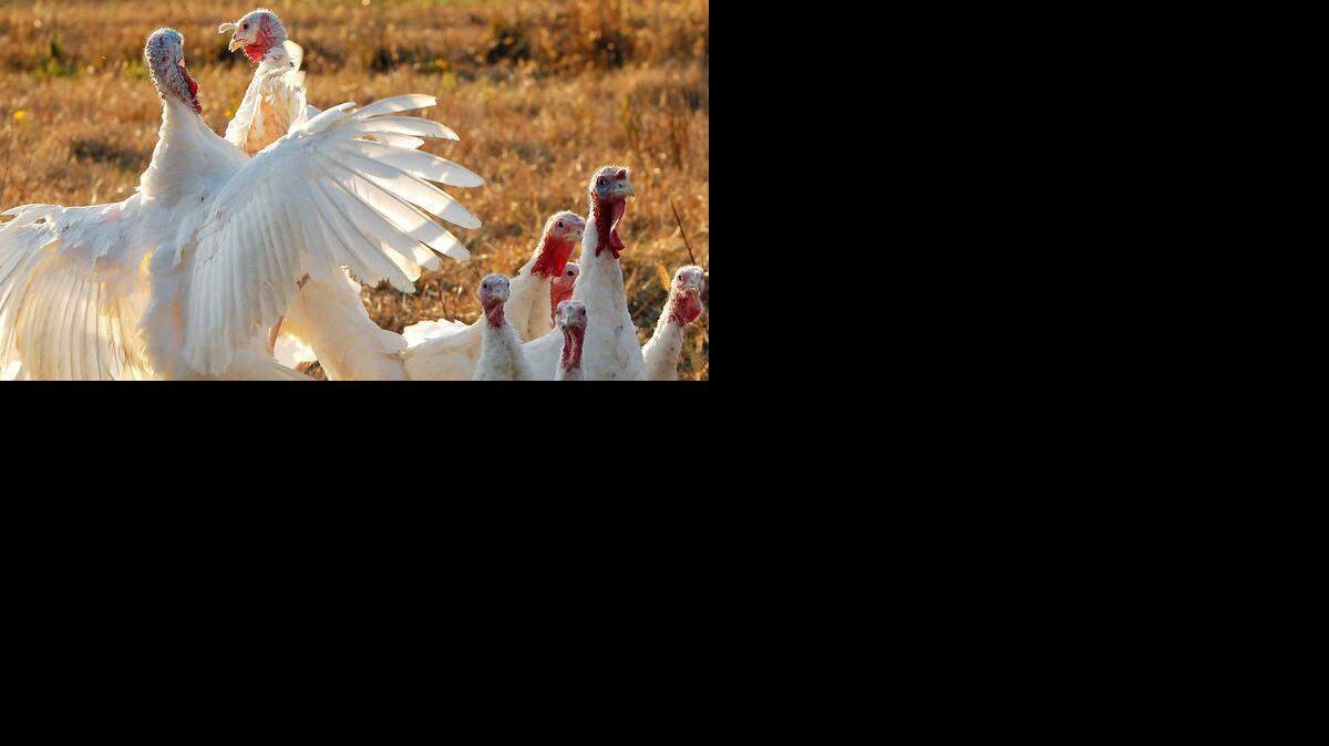 TURKEYFARM13-NE-111414-CCS