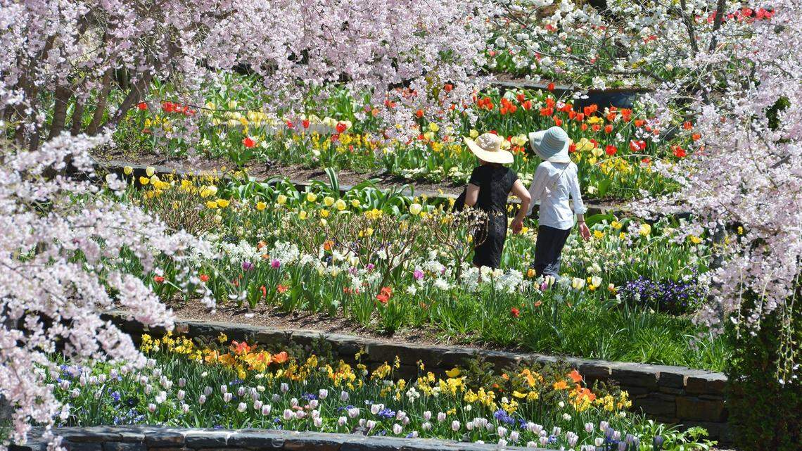 Two woman wander through the flower covered terraces at Sarah P. Duke Gardens Thursday, April 10, 2014.