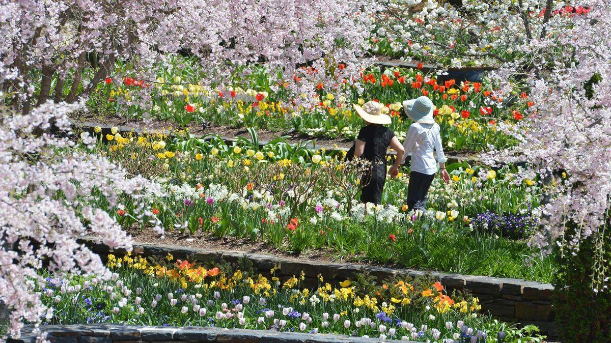 Two woman wander through the flower covered terraces at Sarah P. Duke Gardens Thursday, April 10, 2014.