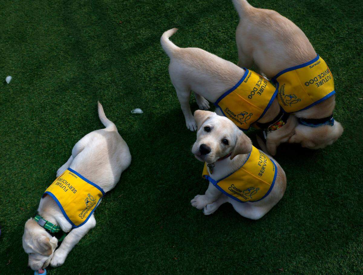 Nancy, a two-month-old Labrador and Golden Retriever mix puppy, looks up as she sits in the puppy park at Duke Puppy Kindergarten on Thursday, Sept. 22, 2022, in Durham, N.C. The Duke Puppy Kindergarten studies how different rearing methods affect the traits of assistance dogs.
