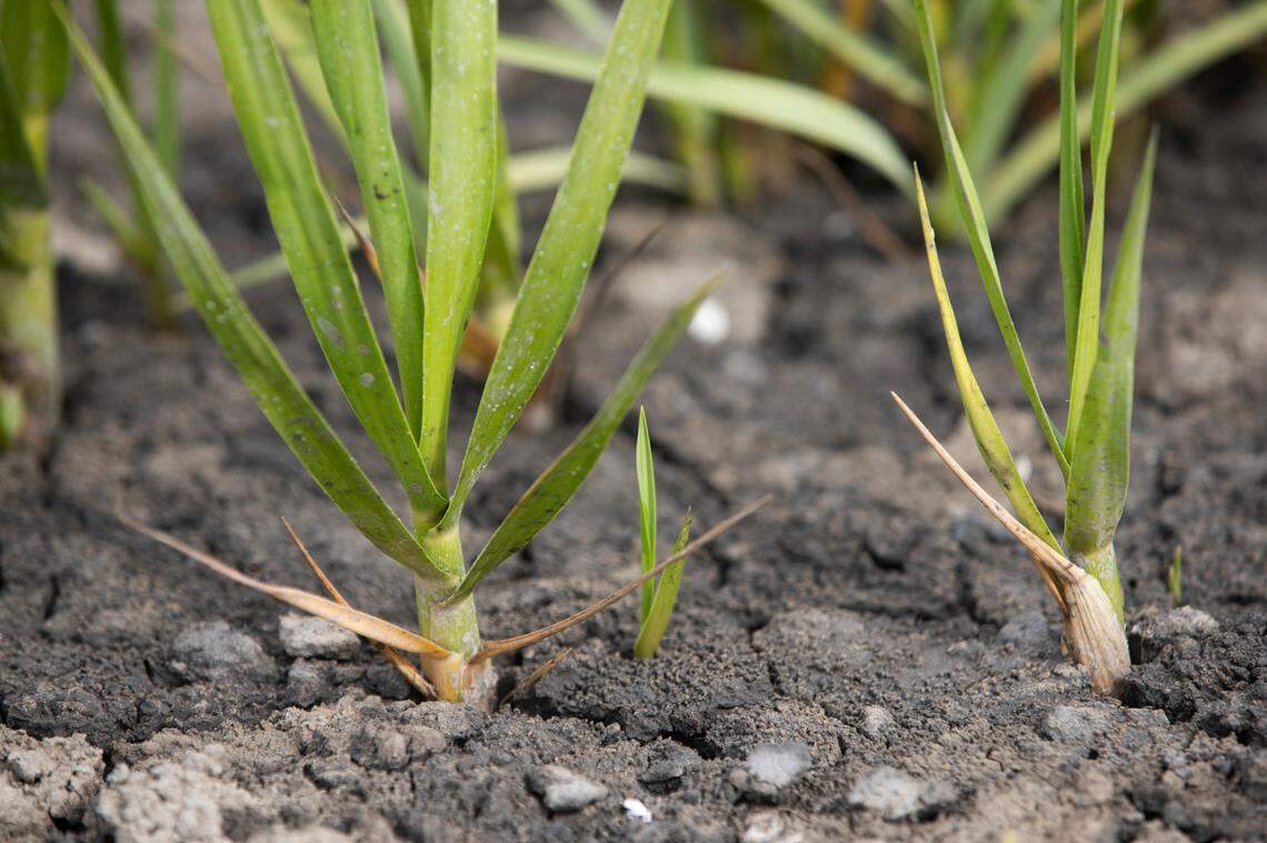 Marsh grasses grow in mud that was removed from the bottom of the Intercoastal Waterway and sprayed into a marsh on Jekyll Island Georgia. If the marsh grasses recover in the experimental area, this could be a method for defending tidal marshes from sea level rise.