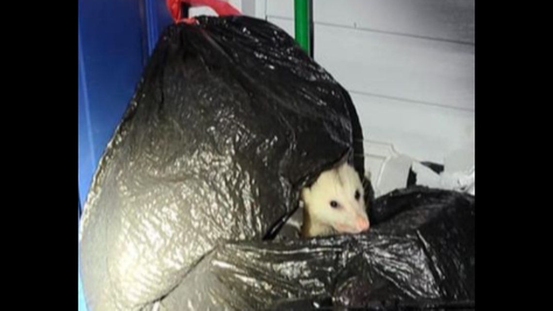 A 911 call about someone trying to break into a North Carolina woman’s home took an odd turn when police Greenville Police caught a shameless opossum in the act.