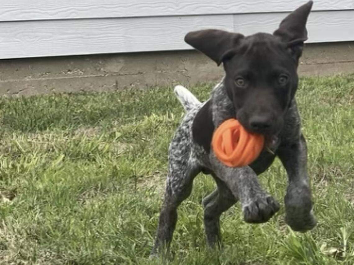 If your dog is bitten by a snake, it’s a good idea to call your veterinarian and take the dog in for an examination.