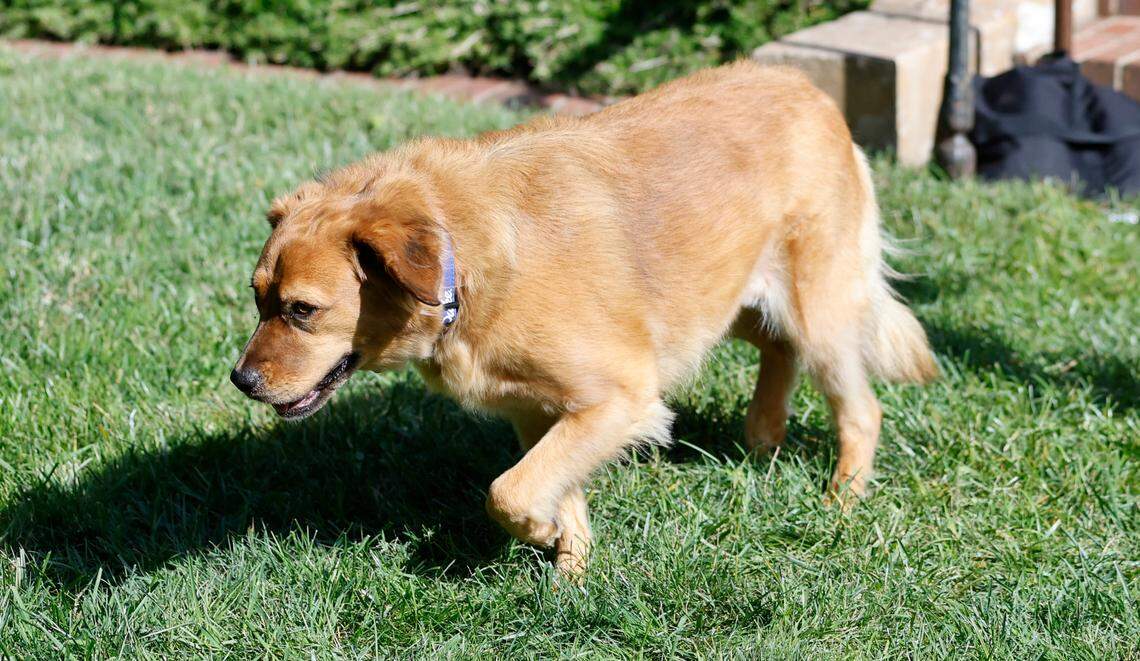 Violet, N.C. Gov. Roy Cooper and First Lady Kristin Cooper’s rescue dog, wore a Duke collar for a ceremony where former Duke head men’s basketball coach Mike Krzyzewski was awarded The Order of the Long Leaf Pine at the Executive Mansion in Raleigh, N.C., Thursday, Sept. 1, 2022.