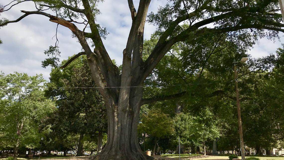 A 90-foot willow oak must come down in Nash Square. It was the inspiration for Raleigh’s “Shimmer Wall.”