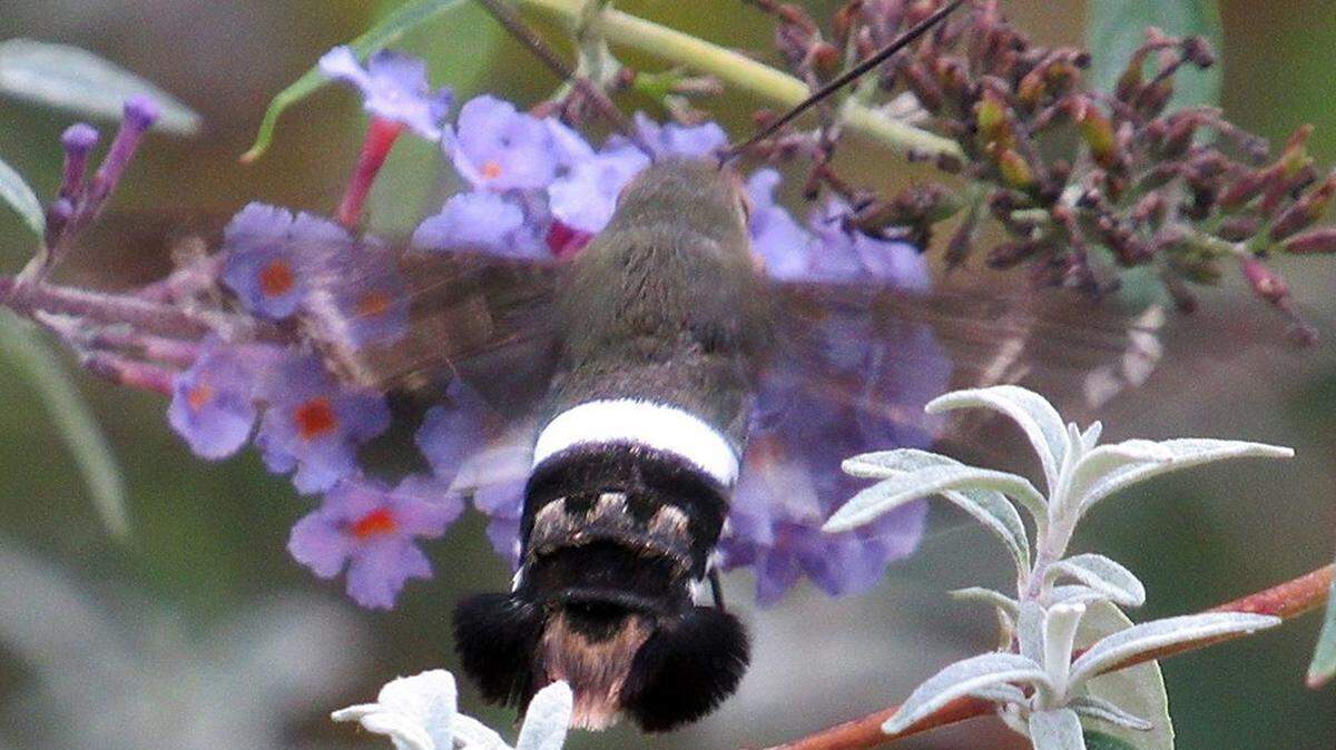 Catawba County Parks rangers initially thought this flying creature was a hummingbird. They later determined it to be a species of moth that had never before been documented in North Carolina.