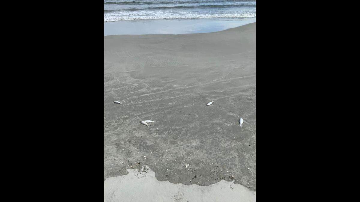 Fish were were washed onto shore in North Carolina, officials say.