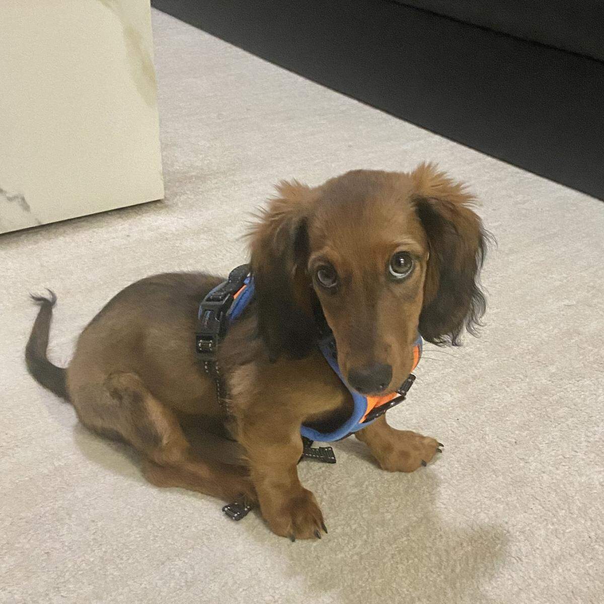 Benji was named a finalist in The News & Observer’s “cutest dog in the Triangle” contest in fall 2024.