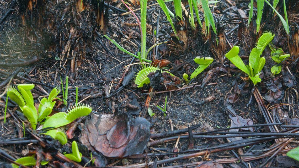 Venus flytraps and other species that live in long leaf savannas need fire in order to thrive. This photo shows flytraps and other species following a controlled burn in the Green Swamp Preserve.
