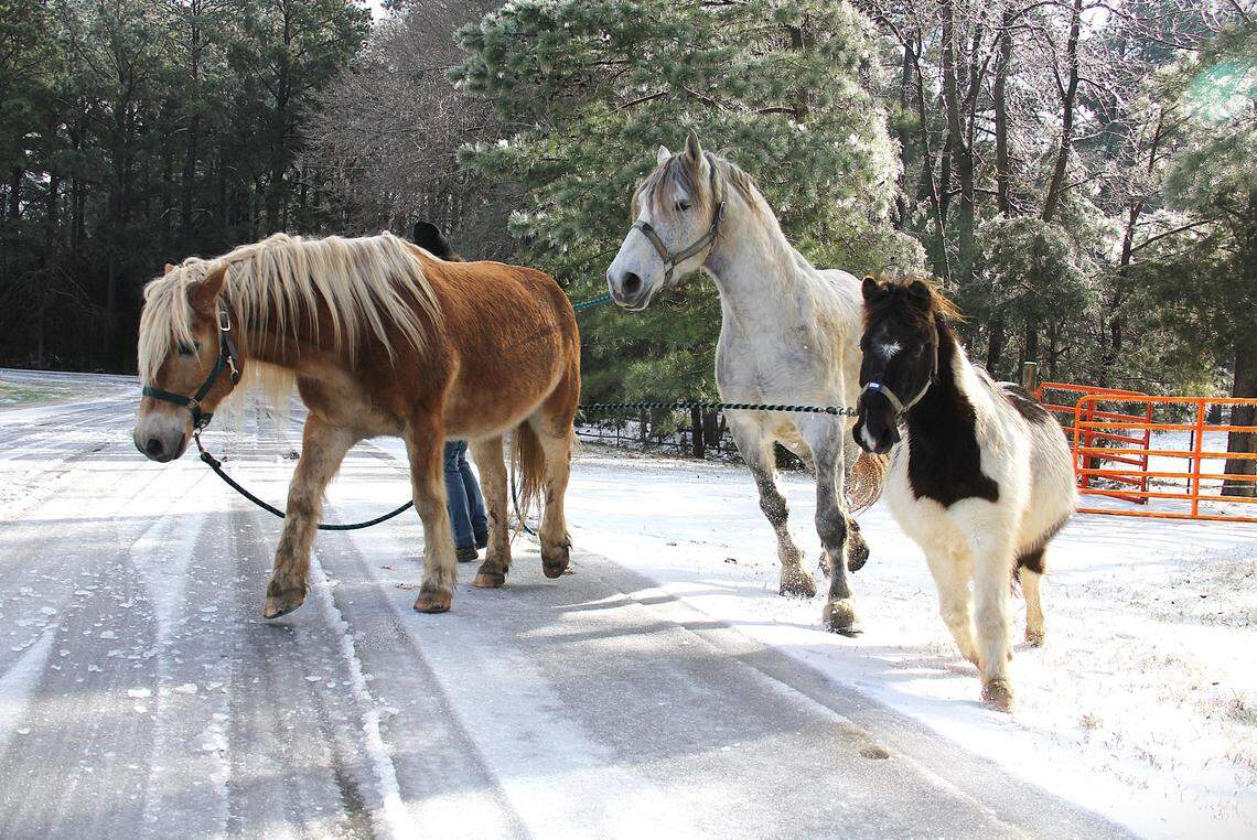 Mace Kreed (hidden behind pony) takes Tonka a 22-year-old pony, Gala, an 8-year-old Percheron draft horse, and Dan, a 23-year-old pony, to the barn for morning grain at Sunrise Community Farm in Orange County on Saturday, Jan. 11, 2025. Winter weather doesn’t necessarily make Kreed’s work harder. “It depends on the horses’ moods,” she said. “I just can’t feel what I’m doing as much.”