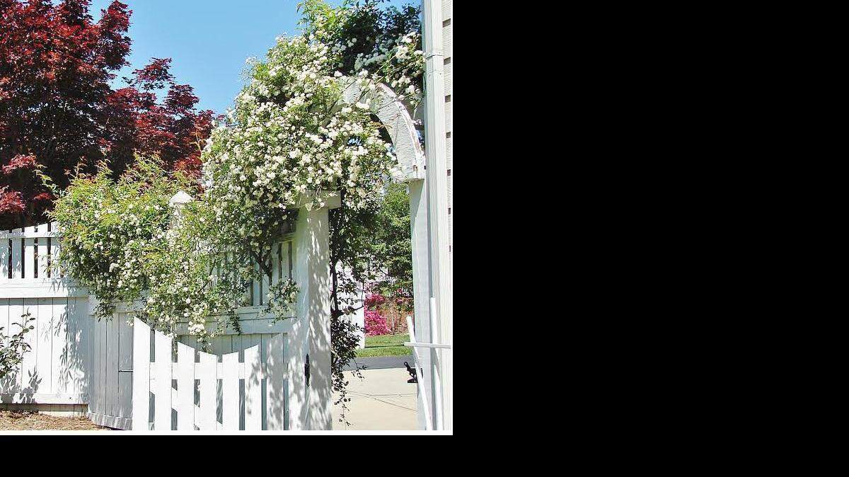 If a Lady Banks rose is overgrown, prune it way back in the spring. Next spring you should see lots of flowers.
