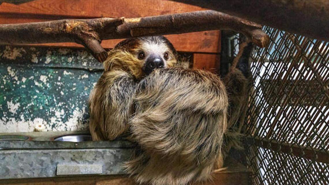 A sloth is part of a $2-million sanctuary listing on 25 acres in rural Coats, Harnett County.