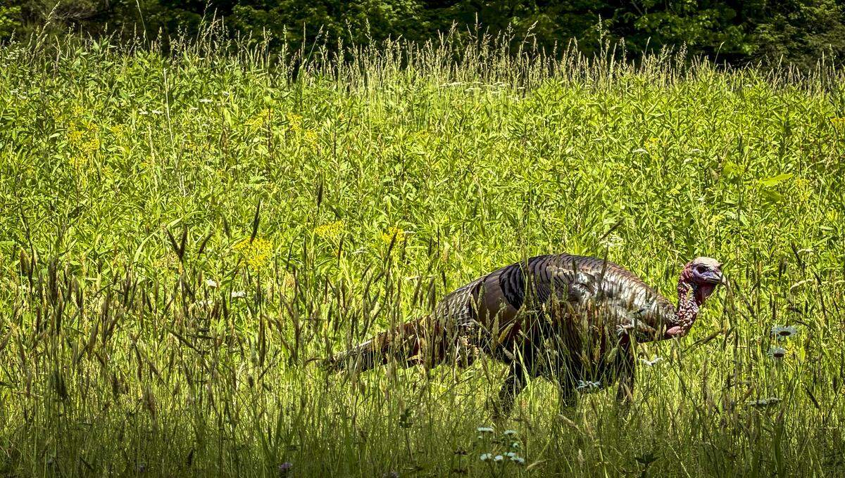 A wild turkey walks along Cades Cove Loop Road in Great Smoky Mountains National Park during one of the park’s vehicle-free days on Wednesday, May 20, 2026. Cades Cove Loop Road is closed to motor vehicles on Wednesdays from May 6 through Sept. 30, 2026, allowing pedestrians and cyclists to use the road without vehicle traffic.