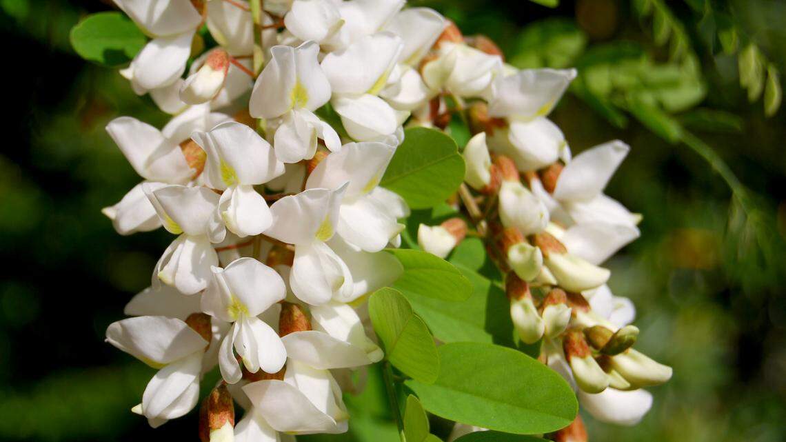 Black Locust is found in dry woods, fields and roadsides throughout the state, but not commonly found in coastal areas.