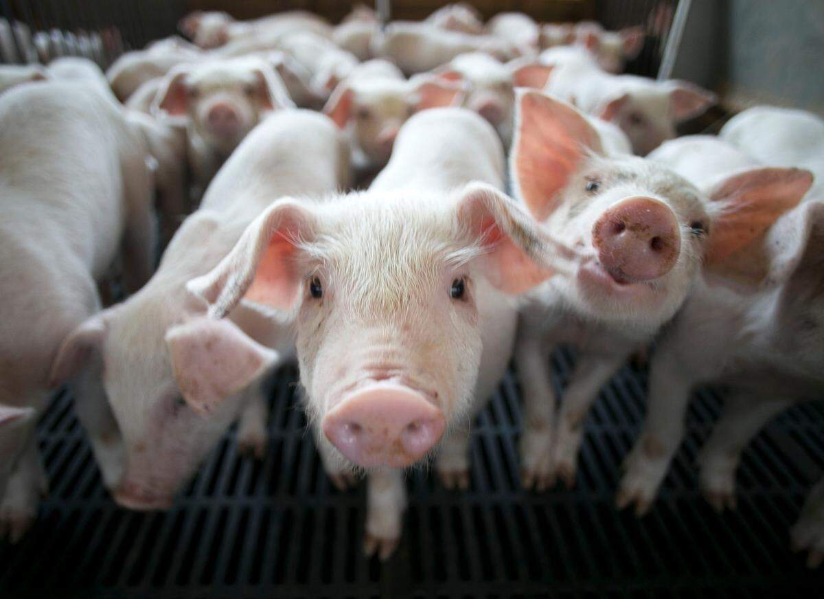 Young pigs, approximately 45 days old, spend about seven weeks on a nursery farm in Duplin County, before they are moved to a finishing farm. 