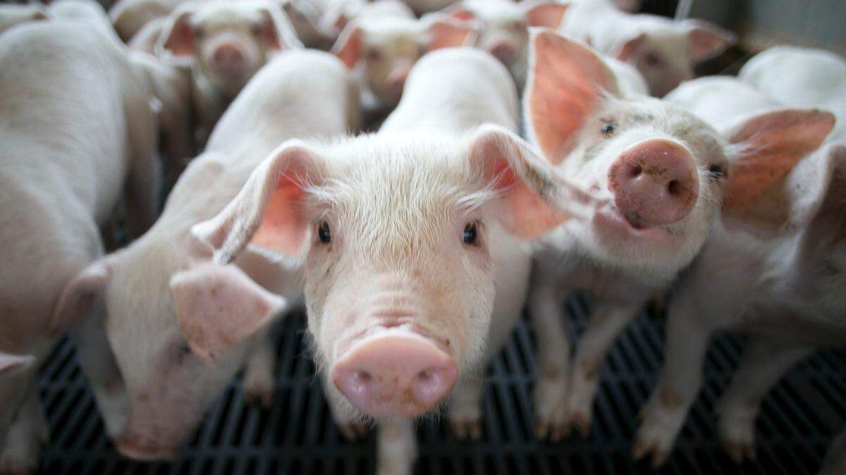 Young pigs, approximately 45 days old, spend about seven weeks on a nursery farm in Duplin County, before they are moved to a finishing farm. 