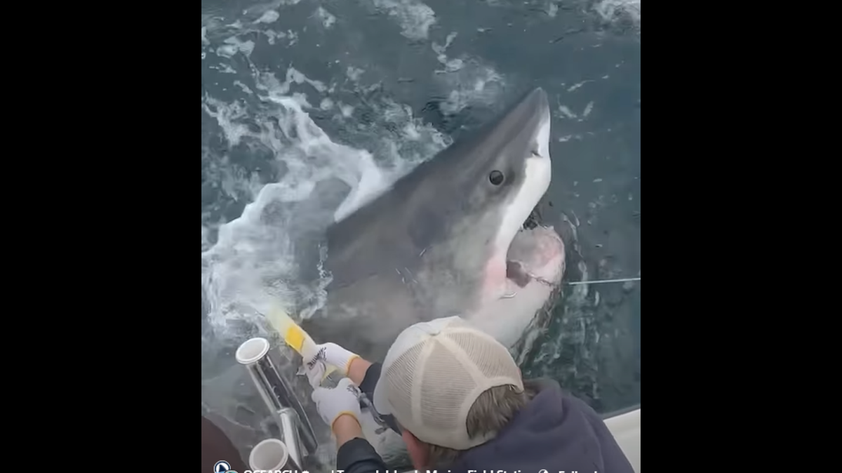 An OCEARCH researcher works to pull in a great white shark along the East Coast before fitting it with an tracking tag.