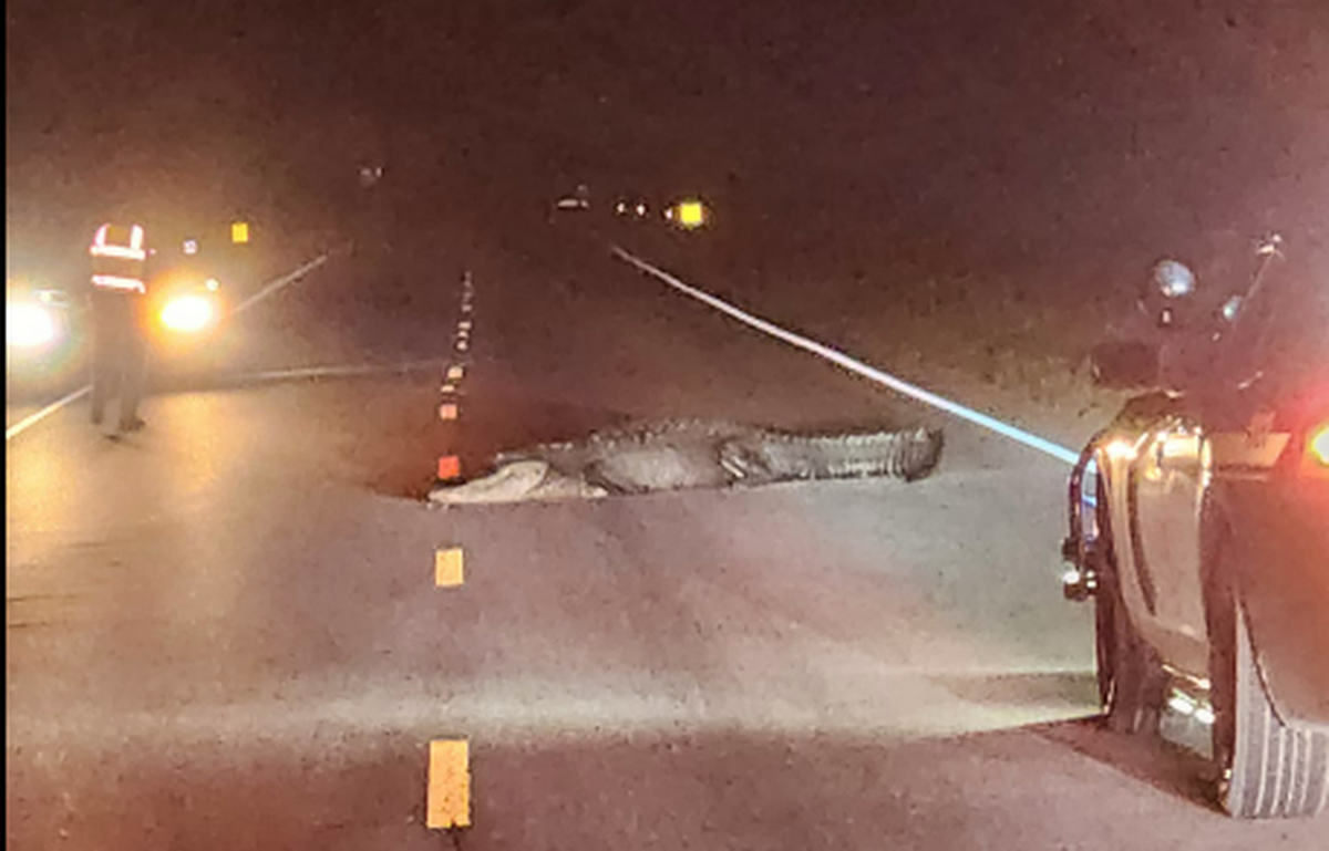 The 12-foot alligator was lying on River Road and lunging at passing vehicles in the dark, officials say.