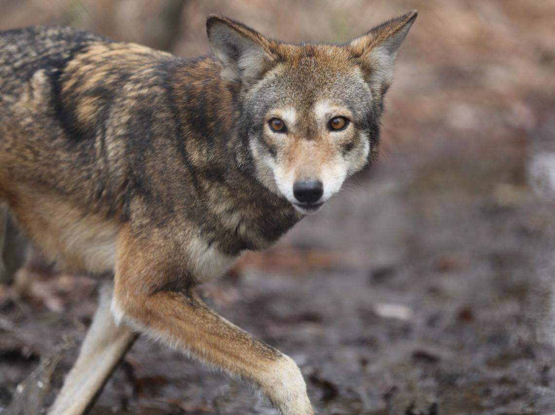 Betty, a female red wolf, roams in a fenced area at the Red Wolf Education Center in Columbia, NC February 10, 2014. The wolf is part of a captive breeding program at the coalition.