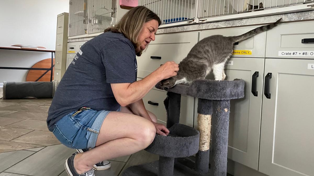 Jacky Rosati, a volunteer with Independent Animal Rescue in Durham, has spearheaded the cat rescue at Buckhorn Flea Market in Orange County, NC. She knows how to work “the magic” to gain trust from stray cats, another volunteer said.