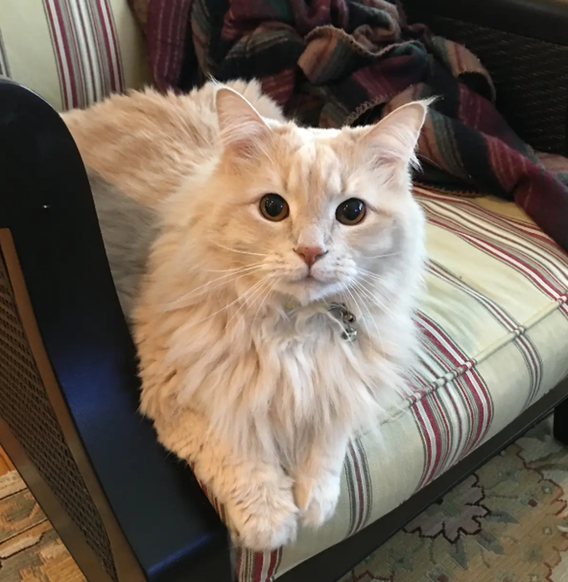Clarence Day, one of the finalists in the News & Observer’s cutest cat contest.