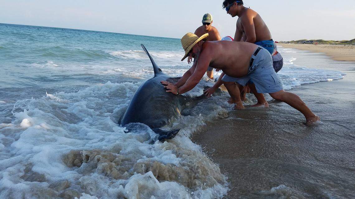 A nearly 13-foot hammerhead shark caught by North Carolina fisherman south of Avon on Hatteras Island.