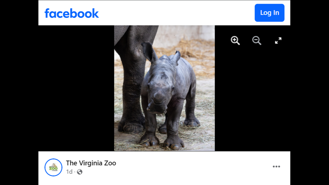 A new rare baby rhino is making its debut at the Virginia Zoo, photos show.