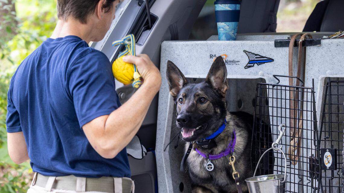 Charlie was surrendered by her owners. Now she’s training to be a search-and-rescue dog
