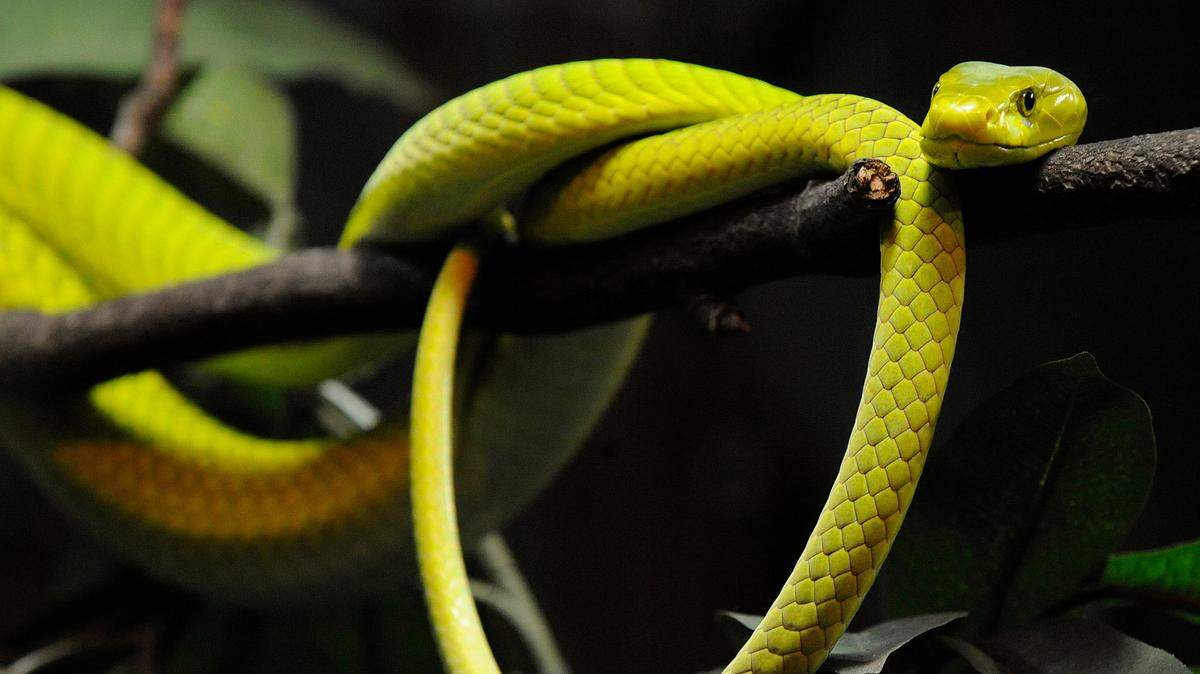 A green mamba (Dendroaspis viridis) lays on a tree branch during the annual stocktaking at Hagenbeck Zoo in Hamburg, northern Germany, on Tuesday, Dec. 29, 2009. It is not the snake that bit a man in Raleigh. (AP Photo/Fabian Bimmer)