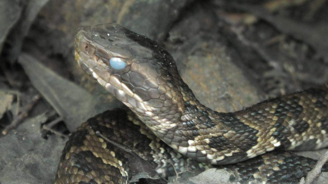 Blue-eyed cottonmouths are appearing in the Southeastern United States and experts say the color change in their eyes is due to shedding. It lasts about 2 weeks.