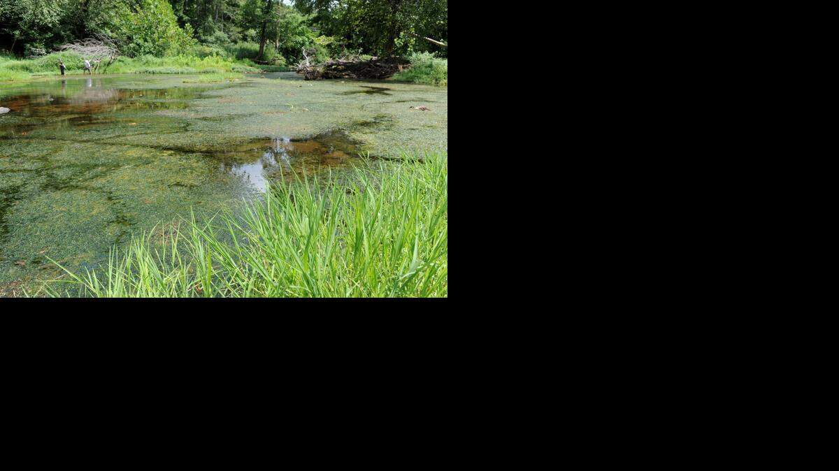 Hydrilla in the Eno River in Durham.

