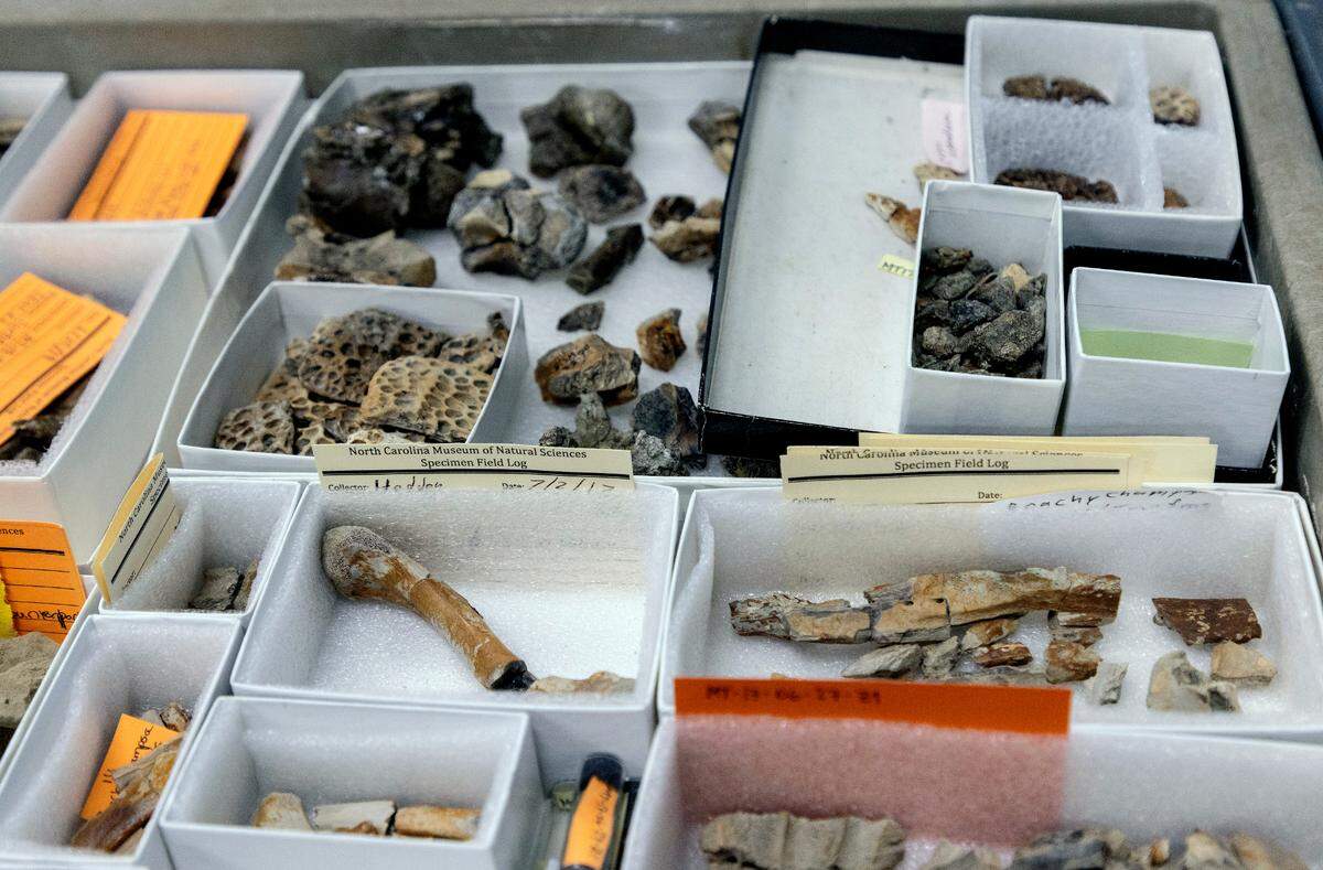 Trays of specimen sit inside the Paleontology Research Lab at the North Carolina Museum of Natural Sciences on Tuesday, March 14, 2023, in Raleigh, N.C.