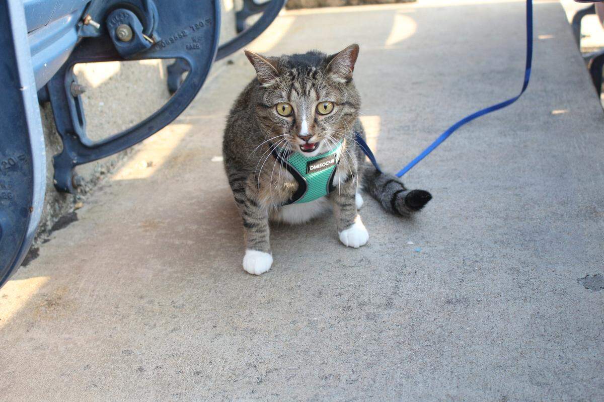 Hermione, the tabby cat, sits below a row of seats during the Durham Bulls’ “Whisker Wednesday” event at Durham Bulls Athletic Park on Wednesday, June 11, 2025. 