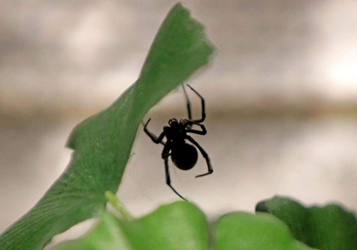 Black widow spiders make their homes in dark outdoor spaces.