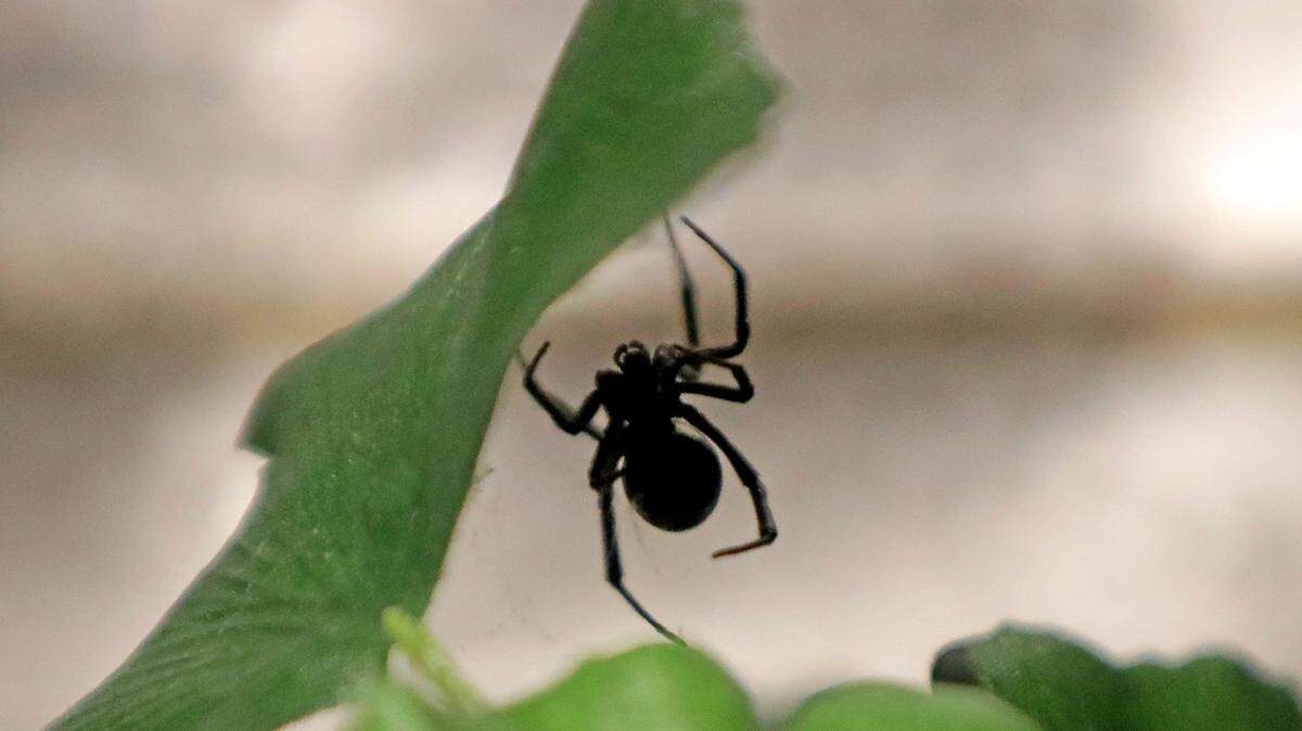 A black widow spider is on display at the new Spiders Alive! exhibit at the Milwaukee Public Museum. The museum is opening its new temporary exhibit, Spiders Alive! on Friday for museum members and on Saturday to the general public. The special exhibition will give visitors the chance to see 17 live species of spiders, learn about spiders' anatomy and silk making and climb on a giant spider model.

Spiders04p4