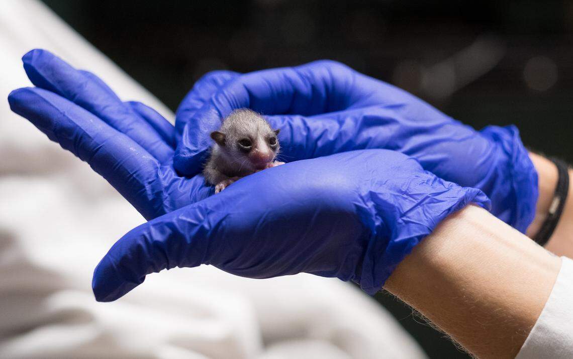 A two day old fat-tailed dwarf lemur squints out at the world during its first weigh-in. The triplets weighed around 15 grams at the time. That’s about the same as three sheets of paper, or six pennies.