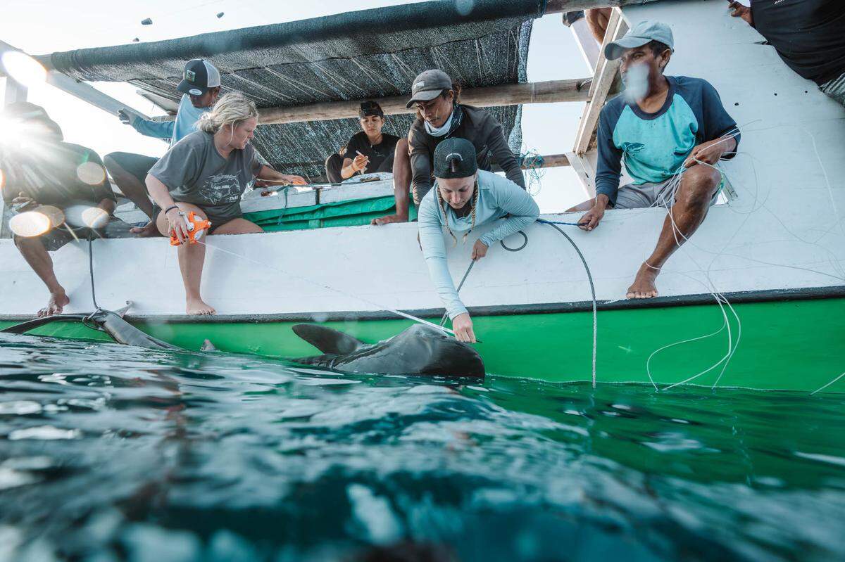 Project Hiu members flip tiger sharks upside down to safely take measurements.