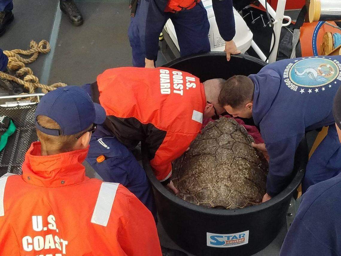 Members of the U.S. Coast Guard work together to lift a sea turtle from the “turtle taxi” so it can be released back into the Atlantic Ocean on Sunday, Nov. 18, 2018.