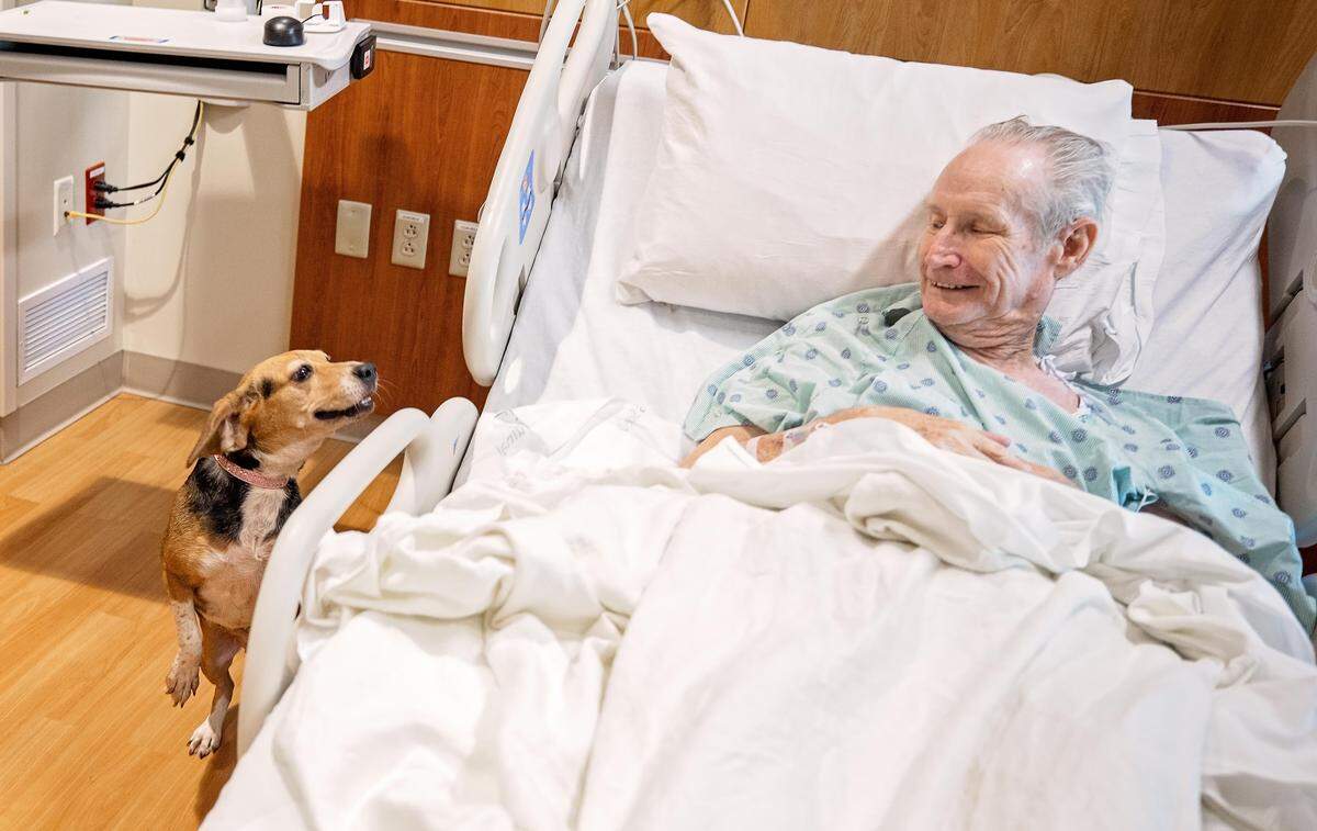 Thomas Radford, a patient at Vidant Health Center, watches Harley the beagle check his room for C. diff.
