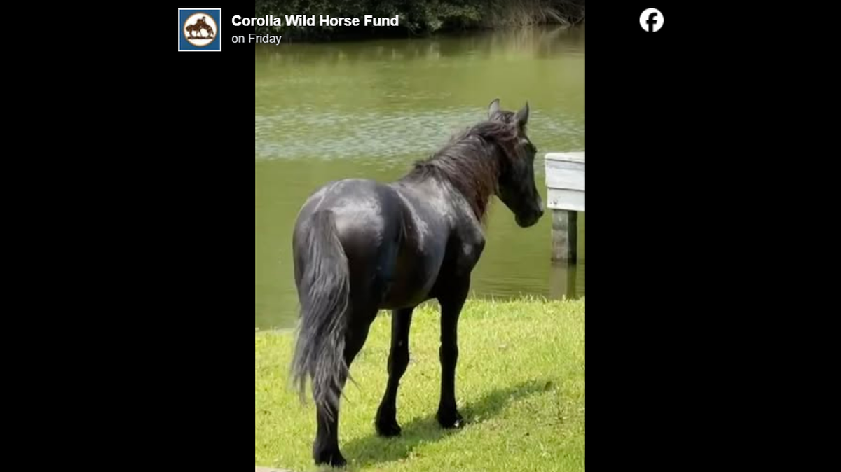 The wild stallion was found July 5 with a badly swollen shoulder in someone’s yard, according to the Corolla Wild Horse Fund.