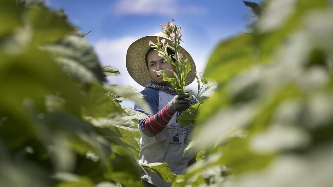 NC migrant farmworkers saw their pay plunge this season. Will they come back?