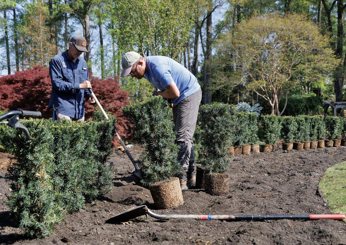 David Totten and Branden Kowalyszyn work to plant a yew hedge that will frame the outdoor terrace of the Doris Duke Center at Sarah P. Duke Gardens on Thursday, April 2, 2026, in Durham, N.C.