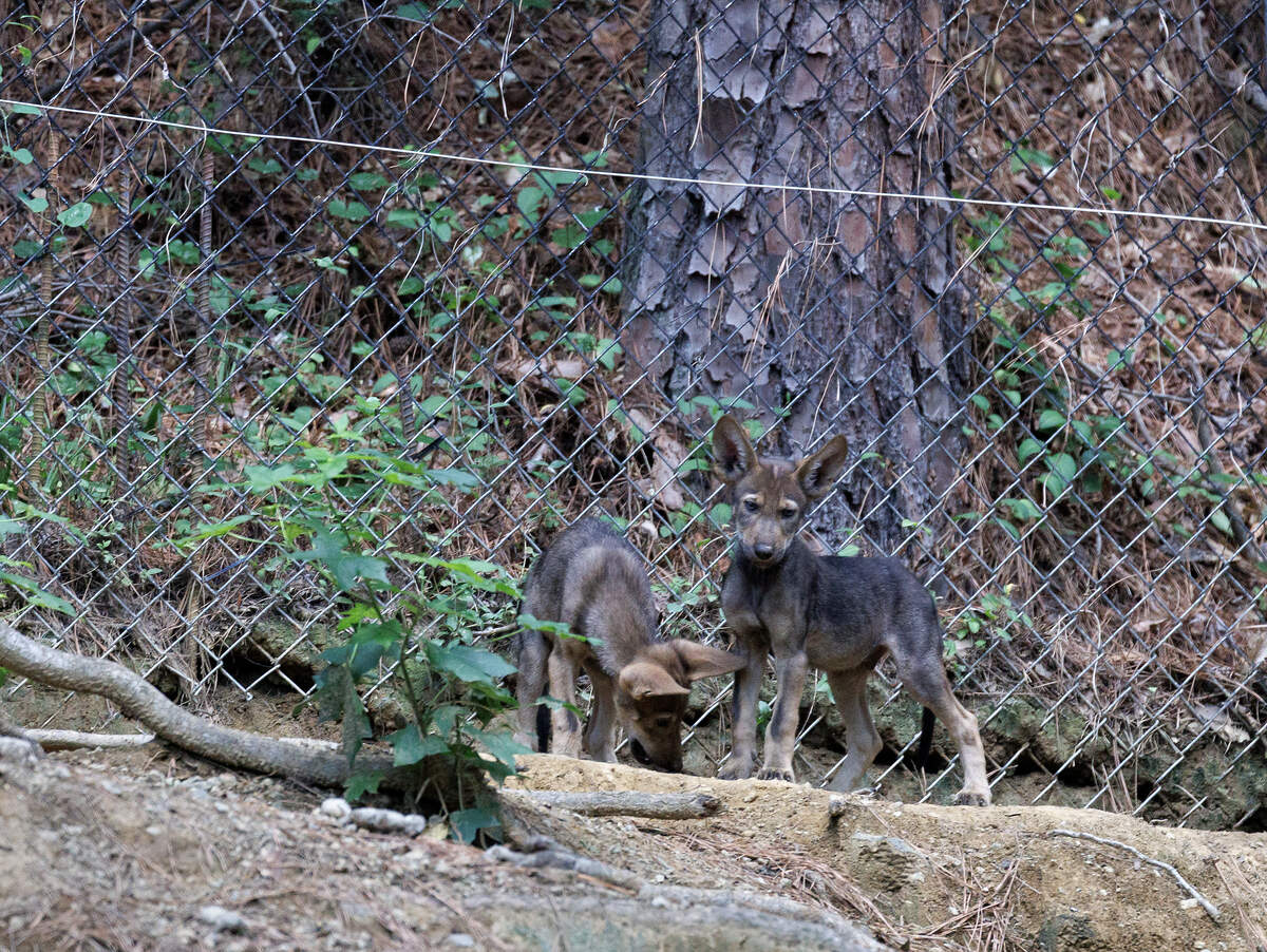 Red wolf pups walk through an exhibit at the Museum of Life and Science on Wednesday, June 24, 2026, in Durham, N.C.