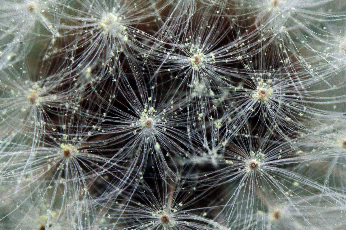Grains of pollen trapped in the delicate parachute strands of dandelion seed head in Cary, N.C.