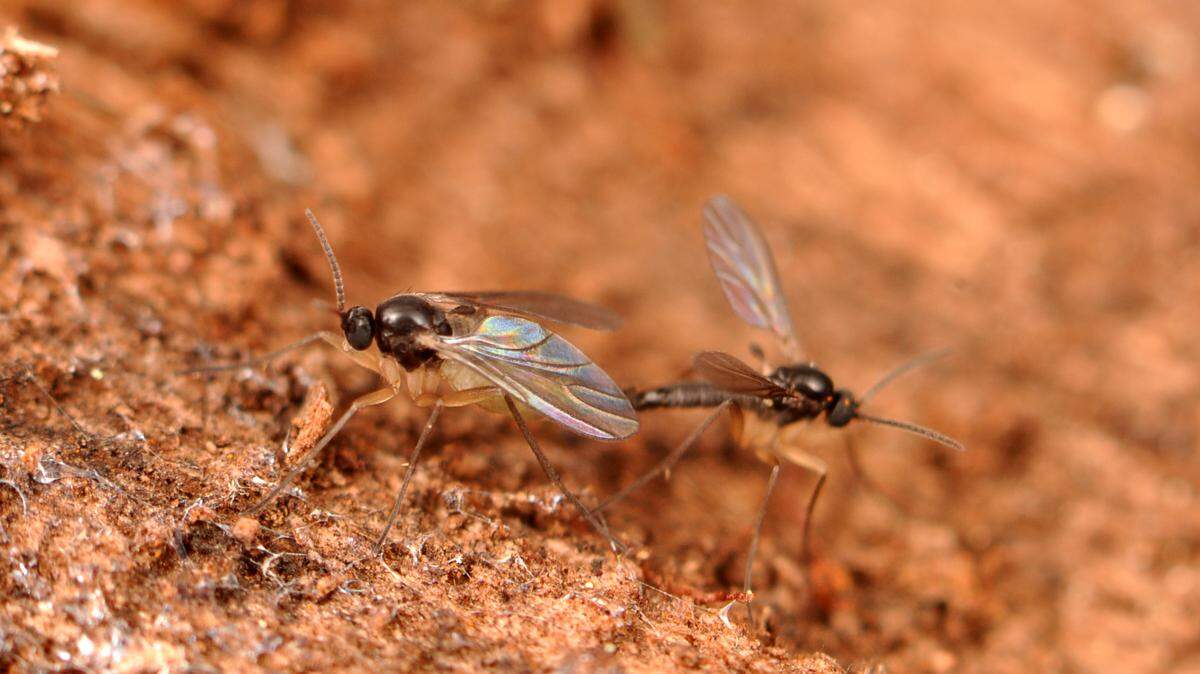 Gnats? Fruit flies? Here’s why you have ‘em (and how to get them out of your house)
