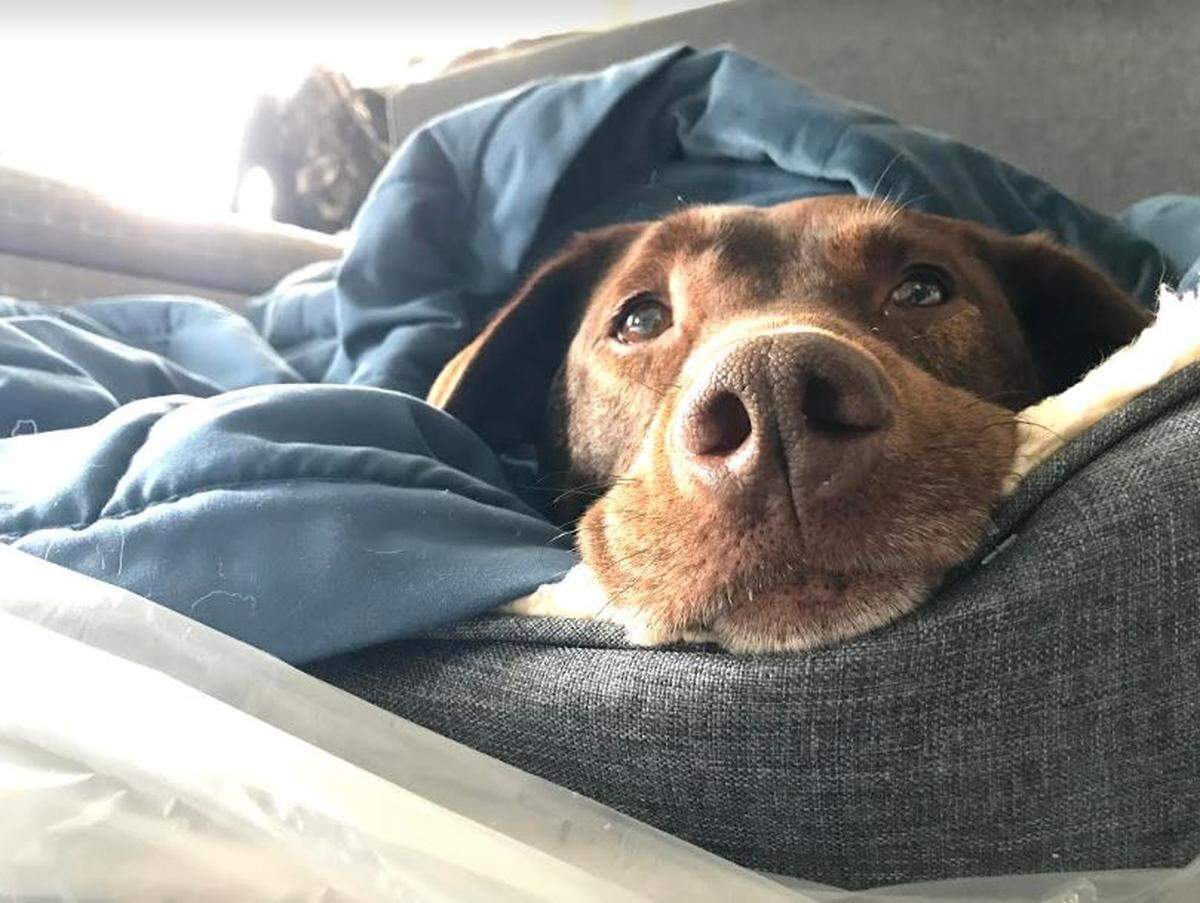 Ajax, a chocolate lab mix, was set to get a stem cell transplant to fight his lymphoma, when COVID-19 shut down the N.C. State College of Veterinary Medicine for non-emergency procedures.