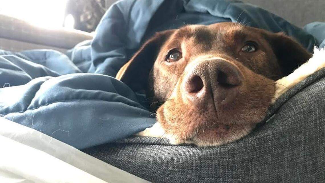 A transplant could save their dog’s life. COVID-19 could keep NC clinic from providing it