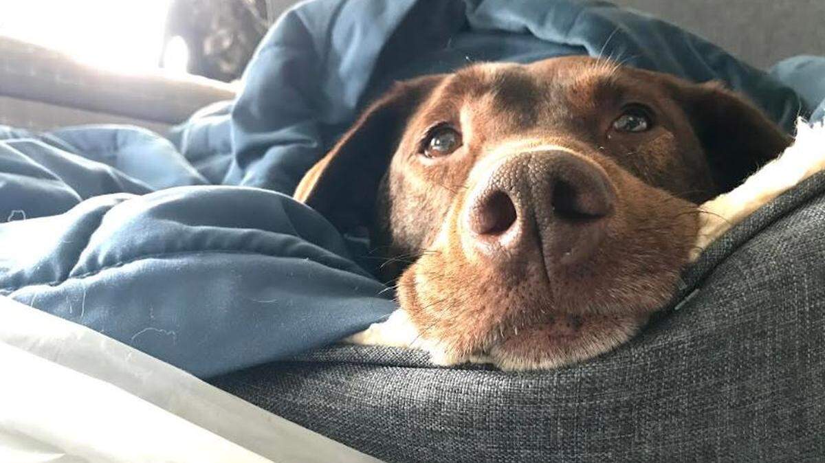 Ajax, a chocolate lab mix, was set to get a stem cell transplant to fight his lymphoma, when COVID-19 shut down the N.C. State College of Veterinary Medicine for non-emergency procedures.