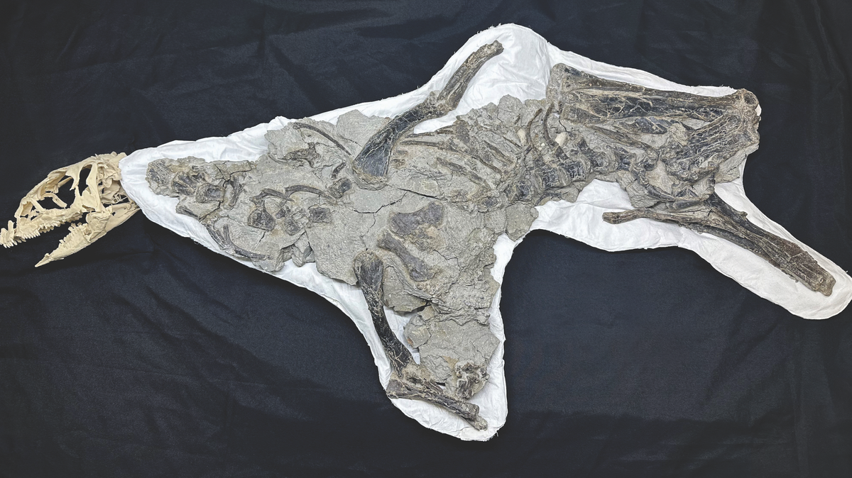 Bones from a burrowing dinosaur called Fona were discovered in Utah and examined by paleontologists at NC State and the NC Museum of Natural Sciences.