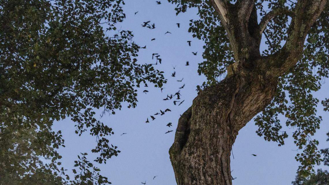 ‘Swifties’ gather around iconic tree on UNC Chapel Hill campus for rare sunset sight